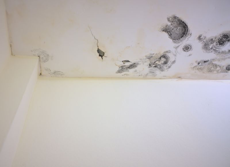 Attic Mold Removal in West Palm Beach, FL