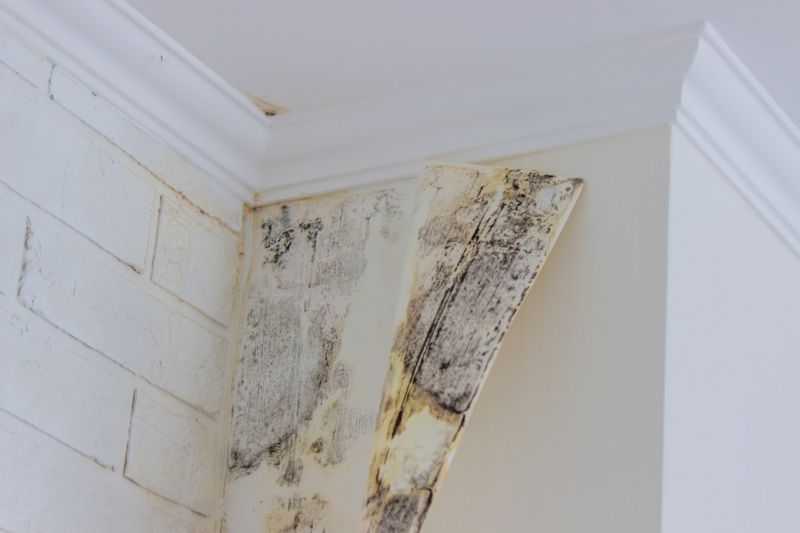 Attic Mold Removal in Boca Raton, FL