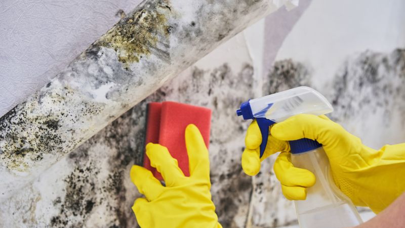 Basement Mold Removal in Fort Lauderdale, FL