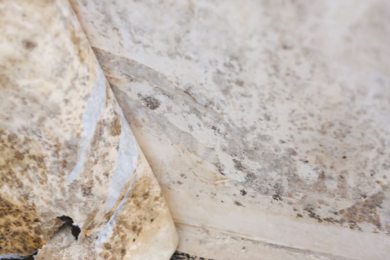 Mold Abatement Service in Boca Raton, FL