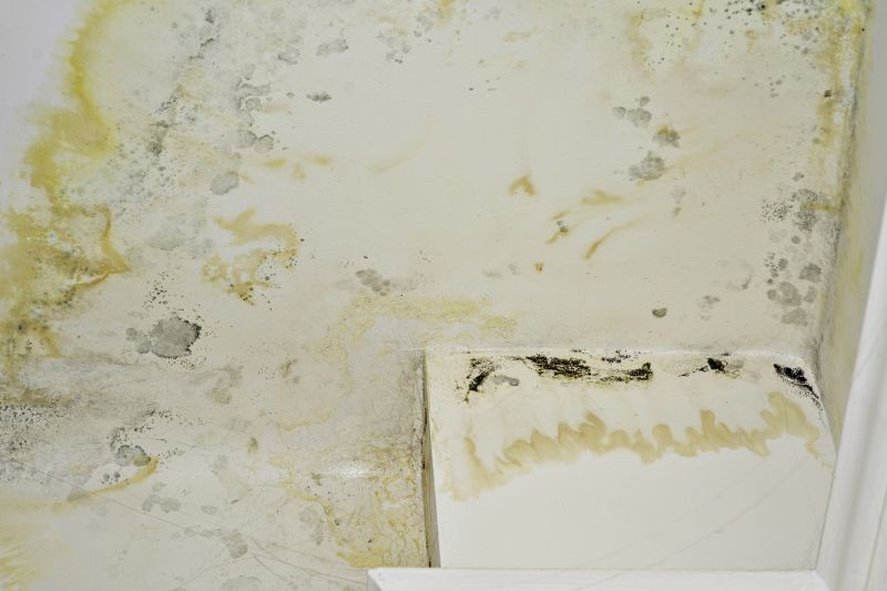 Mold Cleanup Service in Dallas, TX