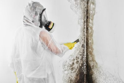 Mold Inspection And Removal in Palm Beach County, FL