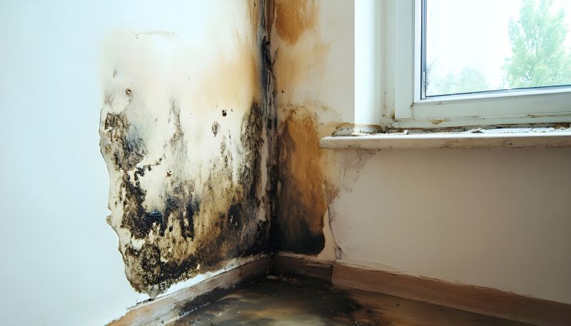 Mold Mitigation Service in West Palm Beach, FL