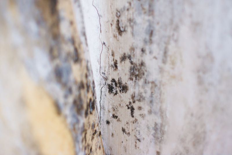 White Mold Mitigation in Essex County, NJ