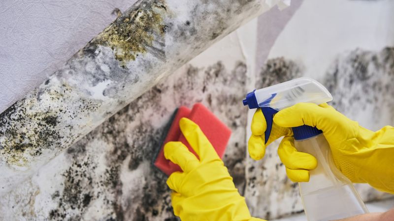 Basement Mold Remediation in Frisco, TX